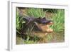 Alligator-DLILLC-Framed Photographic Print