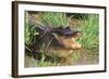 Alligator-DLILLC-Framed Photographic Print