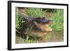 Alligator-DLILLC-Framed Photographic Print