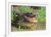 Alligator-DLILLC-Framed Photographic Print