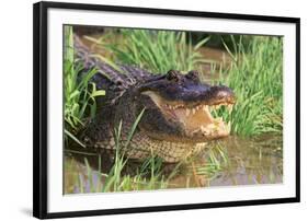 Alligator-DLILLC-Framed Photographic Print