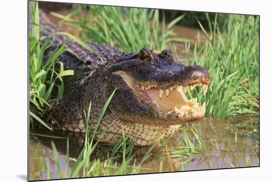 Alligator-DLILLC-Mounted Photographic Print
