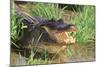 Alligator-DLILLC-Mounted Photographic Print