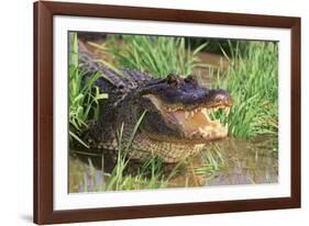 Alligator-DLILLC-Framed Photographic Print