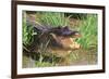 Alligator-DLILLC-Framed Photographic Print