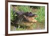 Alligator-DLILLC-Framed Photographic Print