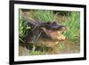 Alligator-DLILLC-Framed Photographic Print