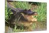 Alligator-DLILLC-Mounted Photographic Print