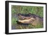 Alligator-DLILLC-Framed Photographic Print