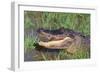 Alligator-DLILLC-Framed Photographic Print