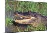 Alligator-DLILLC-Mounted Photographic Print