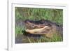 Alligator-DLILLC-Framed Photographic Print