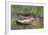 Alligator-DLILLC-Framed Photographic Print