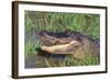 Alligator-DLILLC-Framed Photographic Print