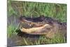 Alligator-DLILLC-Mounted Photographic Print