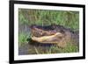 Alligator-DLILLC-Framed Photographic Print