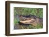 Alligator-DLILLC-Framed Photographic Print