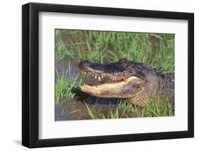 Alligator-DLILLC-Framed Photographic Print