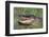 Alligator-DLILLC-Framed Photographic Print