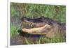 Alligator-DLILLC-Framed Photographic Print