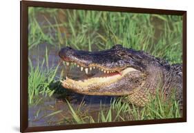 Alligator-DLILLC-Framed Photographic Print