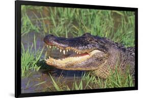 Alligator-DLILLC-Framed Photographic Print