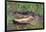 Alligator-DLILLC-Framed Photographic Print