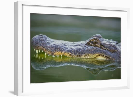 Alligator-DLILLC-Framed Photographic Print