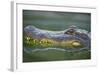 Alligator-DLILLC-Framed Photographic Print