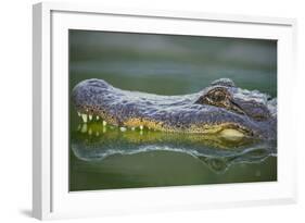 Alligator-DLILLC-Framed Photographic Print