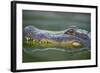 Alligator-DLILLC-Framed Photographic Print