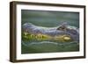 Alligator-DLILLC-Framed Photographic Print