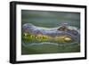 Alligator-DLILLC-Framed Photographic Print