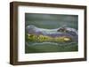 Alligator-DLILLC-Framed Photographic Print