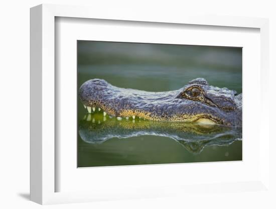 Alligator-DLILLC-Framed Photographic Print