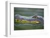 Alligator-DLILLC-Framed Photographic Print