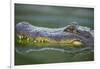 Alligator-DLILLC-Framed Photographic Print