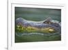 Alligator-DLILLC-Framed Photographic Print