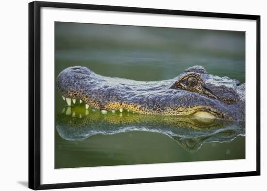 Alligator-DLILLC-Framed Photographic Print