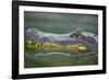 Alligator-DLILLC-Framed Photographic Print