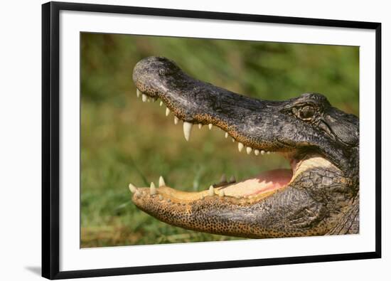 Alligator-DLILLC-Framed Photographic Print