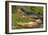 Alligator-DLILLC-Framed Photographic Print