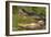 Alligator-DLILLC-Framed Photographic Print