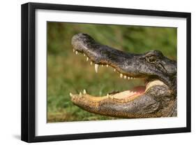 Alligator-DLILLC-Framed Photographic Print