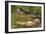 Alligator-DLILLC-Framed Photographic Print