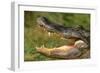 Alligator-DLILLC-Framed Photographic Print