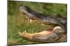 Alligator-DLILLC-Mounted Photographic Print