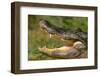 Alligator-DLILLC-Framed Photographic Print