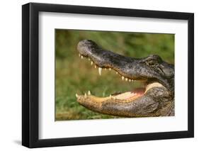 Alligator-DLILLC-Framed Photographic Print