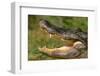 Alligator-DLILLC-Framed Photographic Print